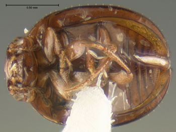 Media type: image;   Entomology 32002 Aspect: habitus ventral view